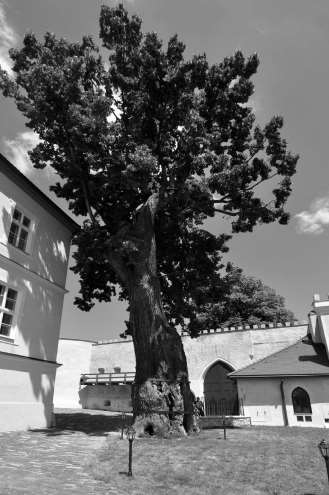 MinTING OF NFT “KORVÍNOVA LIPA”